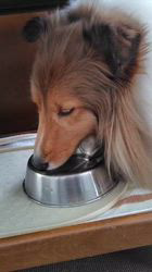 井上幸二ブリーダーからお迎えしたシェットランドシープドッグ：ななちゃん