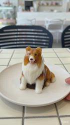 井上幸二ブリーダーからお迎えしたシェットランドシープドッグ：ななちゃん