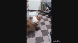 井上幸二ブリーダーからお迎えしたシェットランドシープドッグ：ななちゃん