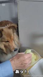 井上幸二ブリーダーからお迎えしたシェットランドシープドッグ：ななちゃん