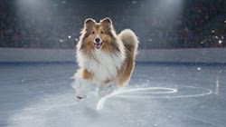 井上幸二ブリーダーからお迎えしたシェットランドシープドッグ：ななちゃん