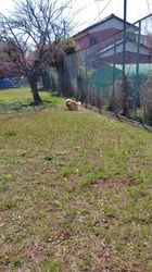 井上幸二ブリーダーからお迎えしたシェットランドシープドッグ：ななちゃん