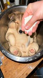 井上幸二ブリーダーからお迎えしたシェットランドシープドッグ：ななちゃん