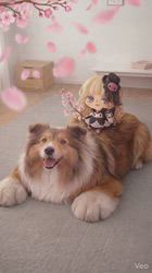 井上幸二ブリーダーからお迎えしたシェットランドシープドッグ：ななちゃん