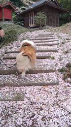 井上幸二ブリーダーからお迎えしたシェットランドシープドッグ：ななちゃん