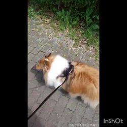 井上幸二ブリーダーからお迎えしたシェットランドシープドッグ：ななちゃん