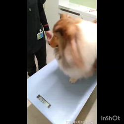 井上幸二ブリーダーからお迎えしたシェットランドシープドッグ：ななちゃん