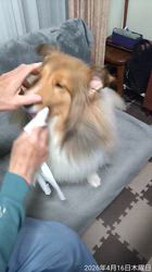 井上幸二ブリーダーからお迎えしたシェットランドシープドッグ：ななちゃん