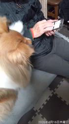 井上幸二ブリーダーからお迎えしたシェットランドシープドッグ：ななちゃん