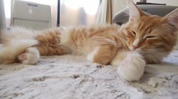 梶亜矢ブリーダーからお迎えしたノルウェージャンフォレストキャット：マロンくん