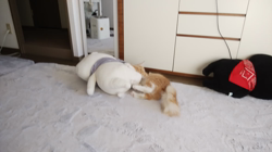 梶亜矢ブリーダーからお迎えしたノルウェージャンフォレストキャット：マロンくん