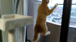 梶亜矢ブリーダーからお迎えしたノルウェージャンフォレストキャット：マロンくん