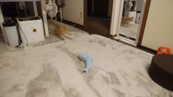 梶亜矢ブリーダーからお迎えしたノルウェージャンフォレストキャット：マロンくん