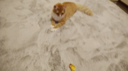 梶亜矢ブリーダーからお迎えしたノルウェージャンフォレストキャット：マロンくん