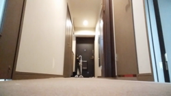 梶亜矢ブリーダーからお迎えしたノルウェージャンフォレストキャット：マロンくん