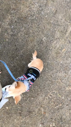 飯尾智江美ブリーダーからお迎えしたチワワ(ロング)：クルくん