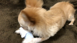 飯尾智江美ブリーダーからお迎えしたチワワ(ロング)：クルくん