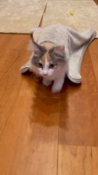 松原弘美ブリーダーからお迎えしたサイベリアン：くるみちゃん