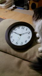 村井令枝ブリーダーからお迎えしたスコティッシュフォールド：くうくん