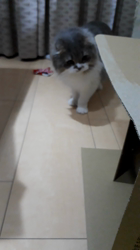 村井令枝ブリーダーからお迎えしたスコティッシュフォールド：ミルクちゃん