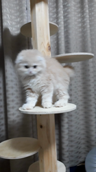 村井令枝ブリーダーからお迎えしたスコティッシュフォールド：ミルクちゃん