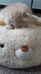 村井令枝ブリーダーからお迎えしたスコティッシュフォールド：ミルクちゃん