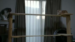 村井令枝ブリーダーからお迎えしたスコティッシュフォールド：くうくん