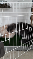 村井令枝ブリーダーからお迎えしたスコティッシュフォールド：くうくん