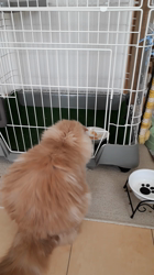 村井令枝ブリーダーからお迎えしたスコティッシュフォールド：ミルクちゃん