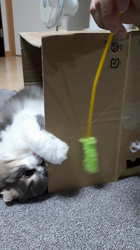 村井令枝ブリーダーからお迎えしたスコティッシュフォールド：くうくん