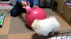 森本悦子ブリーダーからお迎えしたポメラニアン：くぅくん