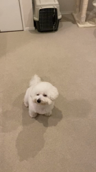 横山尚子ブリーダーからお迎えしたビションフリーゼ：くぅくん