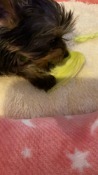 小島完ブリーダーからお迎えしたヨークシャーテリア：ワコちゃん