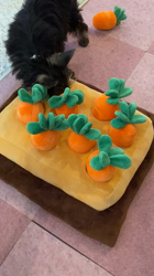 小島完ブリーダーからお迎えしたヨークシャーテリア：ワコちゃん