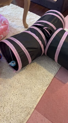 小島完ブリーダーからお迎えしたヨークシャーテリア：ワコちゃん