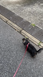 小島完ブリーダーからお迎えしたヨークシャーテリア：ワコちゃん