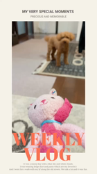 新井原博ブリーダーからお迎えしたトイプードル：ララちゃん