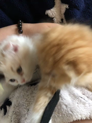 今松澄江ブリーダーからお迎えしたスコティッシュフォールド：もこちゃんちゃん