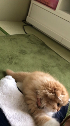 今松澄江ブリーダーからお迎えしたスコティッシュフォールド：もこちゃんちゃん