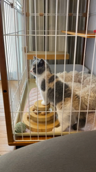 原山直子ブリーダーからお迎えしたブリティッシュショートヘア：テンちゃん