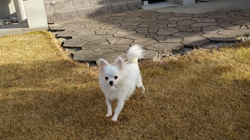 松田園子ブリーダーからお迎えしたチワワ(ロング)：くうくん