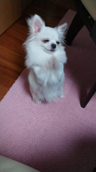 松田園子ブリーダーからお迎えしたチワワ(ロング)：くうくん