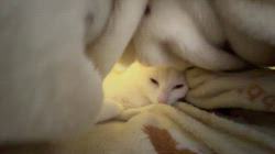 熊田貞子ブリーダーからお迎えしたカオマ二ー×マンチカン：リリーちゃん