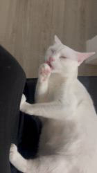 熊田貞子ブリーダーからお迎えしたカオマ二ー×マンチカン：リリーちゃん