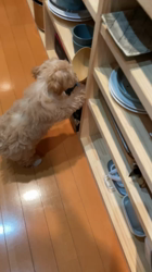 矢込晴菜ブリーダーからお迎えしたマルプー(マルチーズ×トイプードル)：くるみちゃん