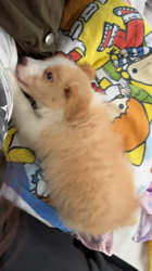 磯川俊光ブリーダーからお迎えしたボーダーコリー：セラちゃん