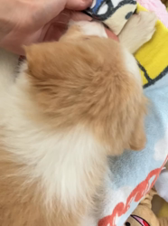 磯川俊光ブリーダーからお迎えしたボーダーコリー：セラちゃん