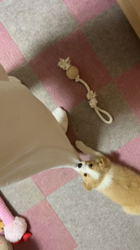 磯川俊光ブリーダーからお迎えしたボーダーコリー：セラちゃん
