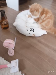 前野幹子ブリーダーからお迎えしたスコティッシュフォールド：もちぞうくん