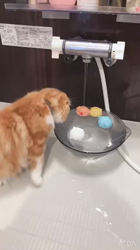 前野幹子ブリーダーからお迎えしたスコティッシュフォールド：もちぞうくん